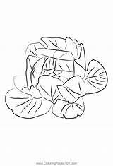 Lettuce Coloring Pages Leaf Drawing Print Template Clipartmag  sketch template
