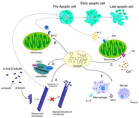 Mechanism Of Action Of Paclitaxel