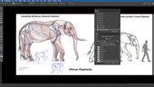 Elephant Anatomy Vol. 1: Drawing Skeletons & Musculature | The Gnomon ...