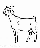 Female goat Coloring Pages  Goat Page And Kids Activity Sheet sketch template