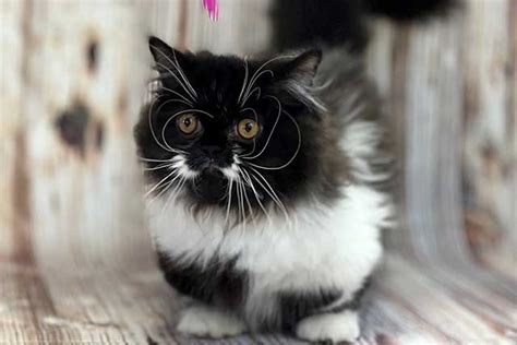 The 10 Cutest ＂Black & White＂ Cat Breeds