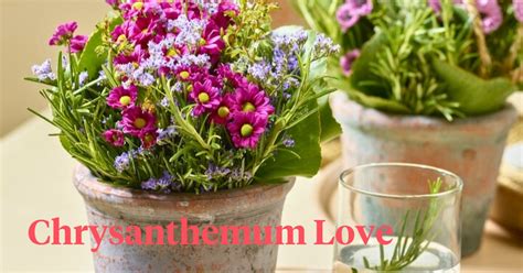 Wondering How to Care for Chrysanthemums? Here Are the Best Tips - Artic...
