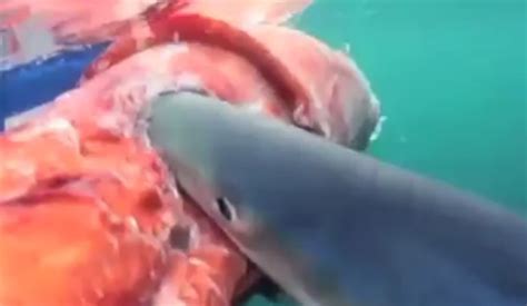 Giant squid eaten by a blue shark caught on video off the coast of Australia | Blue shark ...