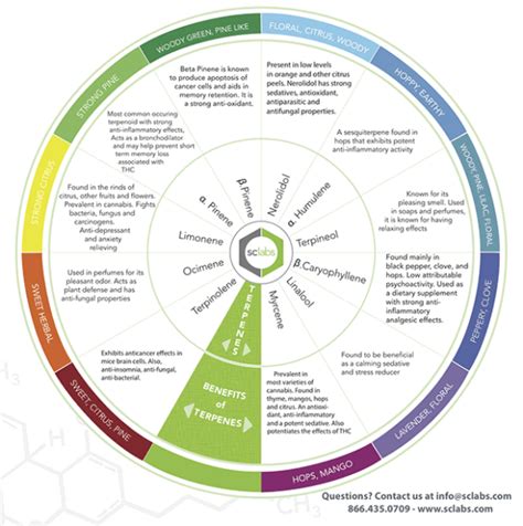 Cannabis Terpenes: A Comprehensive Guide