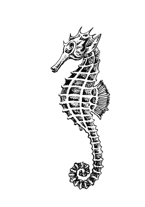 Seahorse Clipart Illustration Free Stock Photo - Public Domain Pictures