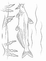 Printable Catfish Coloring Page At Tanemilyblog Blog sketch template
