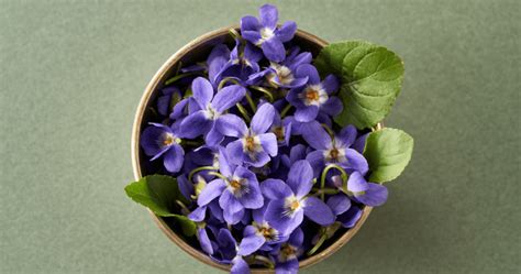 Herbal Remedies: Violet Health Benefits & Practical Uses - Cultivate ...