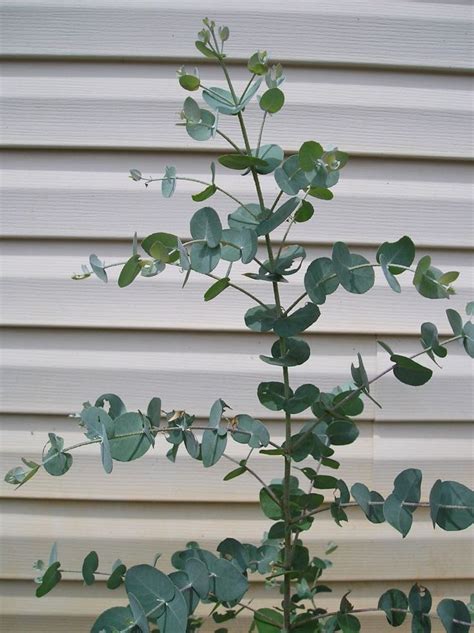 How To Grow Eucalyptus Plants • New Life On A Homestead | Eucalyptus plant indoor, Plants, Trees ...