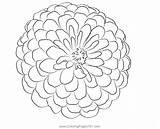 Zinnia 1 Coloring Page For Kids  Free Zinnias Printable Pages sketch template