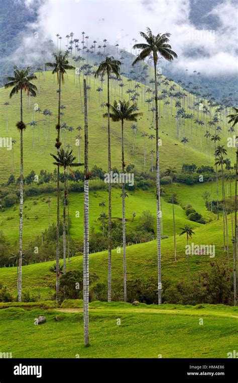 Palma de Cera del Quindío (Ceroxylon quindiuense), Valle del Cocora, Salento, Quindio, Colombia ...