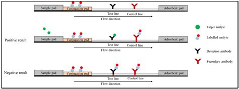 Quantum Dot-Based Lateral Flow Immunoassay - Invitroal Biotechnology