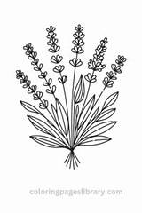 Free Printable Lavender Coloring Pages For Kids sketch template