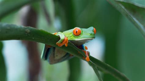 The Red-Eyed Tree Frog: A Colorful Face of Rainforest Conservation