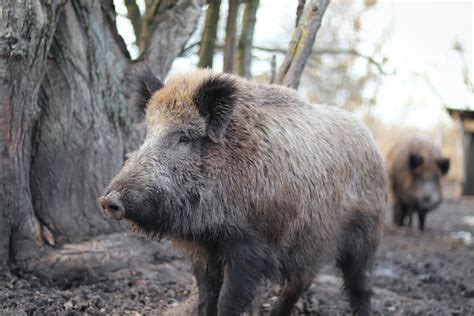 Clever wild boar brings rescue party to save young from a trap - Big Think