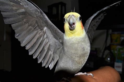 Cockatiel Questions -The Most Common Ones - Cockatiels As Pets