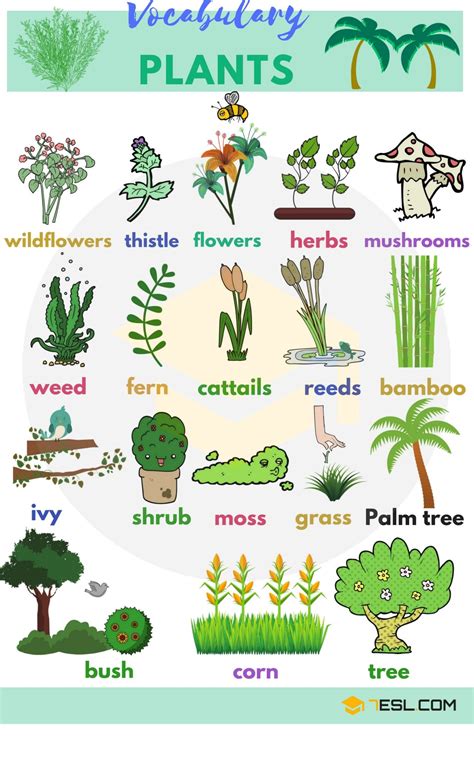 Plants-Vocabulary... - TED IELTS