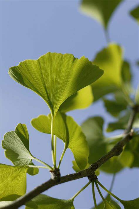 How to Make Ginkgo Trees Grow Faster