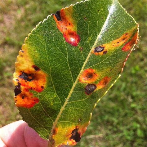 Pear Rust - General Fruit Growing - Growing Fruit