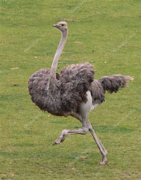 Running ostrich — Stock Photo © metalmaus #7368424