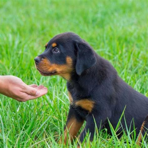 Rottweiler Training At Home: Commands And Education | Rottweiler ...