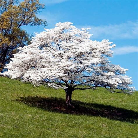 White Flowering Dogwood Trees for Sale – FastGrowingTrees.com