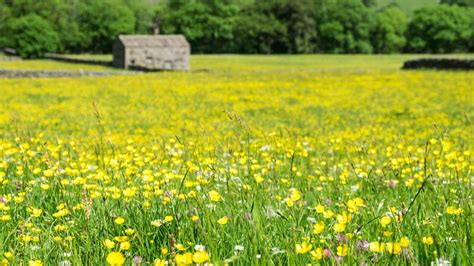 Fields Of Yellow Flowers In Alabama | Best Flower Site