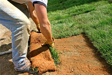 Laying sod to start new lawns begins with preparing the ground, as is explained here. This ...