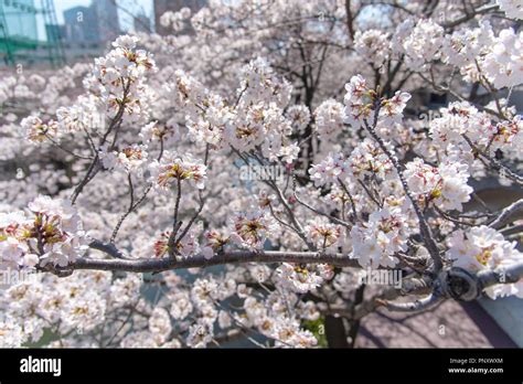 Cherry blossom season in Tokyo at Meguro river, Japan Meguro river ...