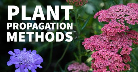 Plant Propagation Methods - Resource Central