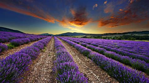 Lavender Field Morning Clouds Fields Of Flowers Wallpaper | Landscape ...