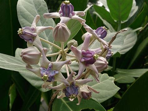 Milkweed Giant Calotropis Gigantea Live Tree Plant Butterfly Garden ...