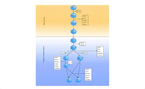 | The development pathway of B cells and genes involved in each stage ...