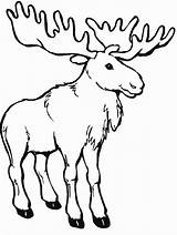 Moose coloring Pages To Download And Print For Free sketch template