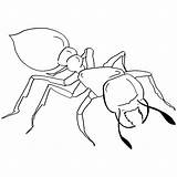 Ant Life Cycle Coloring Page sketch template