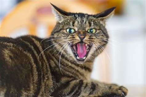 Angry Pflümli | A picture of Pflümli the female cat being an… | Flickr