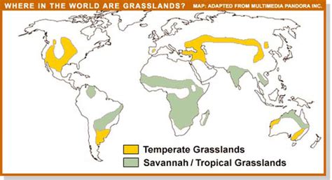 What is a Grassland and what are its characteristics and distribution across the world's space ...