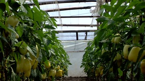 vegetable greenhouse Stock Footage Video (100% Royalty-free) 2812306 ...