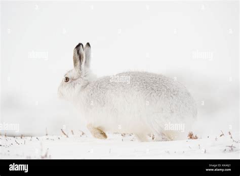 Scottish wildlife photography hi-res stock photography and images - Alamy