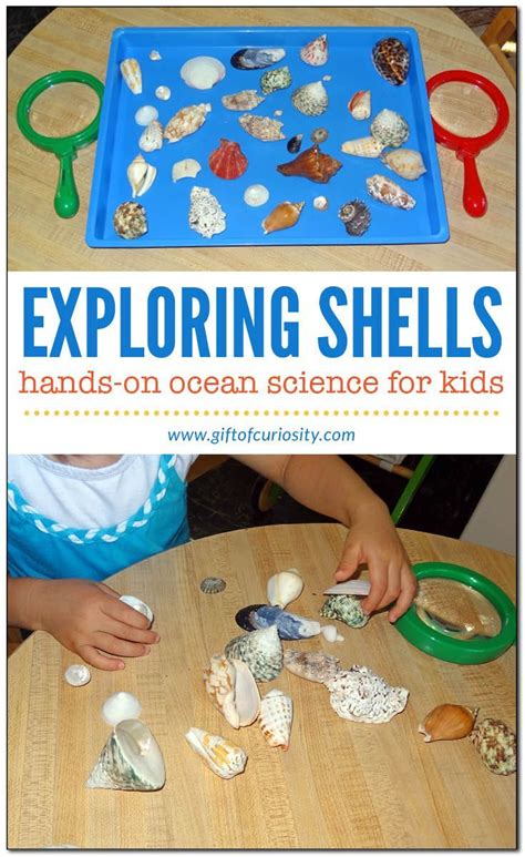 Shell activities for kids | Ocean activities preschool, Science activities for kids, Activities ...