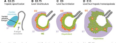 Figure 2 from Orchestrating liver development | Semantic Scholar