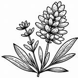 Drawing Of Lavender coloring Page  Download Print Or Color Online For sketch template