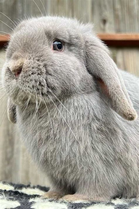 Gray Bunny