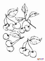 Pictures Cherry Coloring Page  Free Printable Pages sketch template