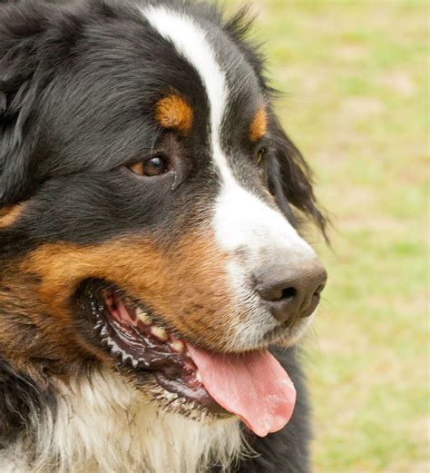 Bernese Mountain Dog Breed » Info, Pictures, & More