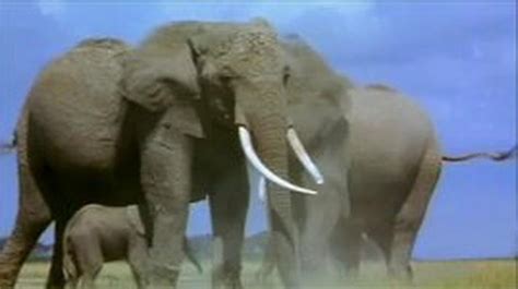 Grassland Elephants | English Language Arts and Literacy, Science | Video | PBS LearningMedia