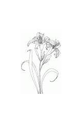 Magic Coloring  Flowers And plants coloring Pages Lily sketch template