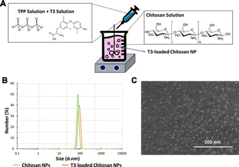 (A) Schematic procedure for chitosan NPs synthesis, (B) chitosan NPs... | Download Scientific ...