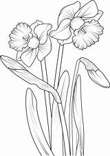 Clipart Daffodil Coloring Pages Webstockreview Narcissus Printable  sketch template