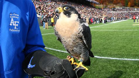 Air Force Mascot, a Falcon, Is Injured by West Point Cadets During Prank - The New York Times