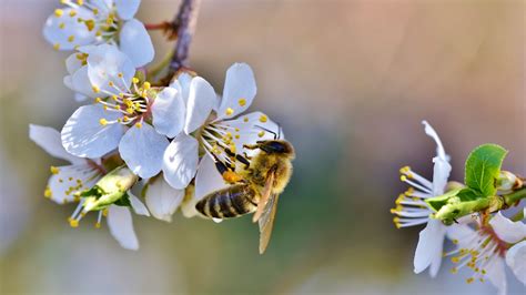 Download wallpaper: Spring, bee, blossoms, flower 1920x1080